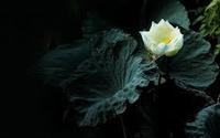 黄百合花语