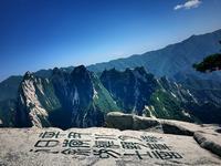 连翘花的花语和寓意 连翘花怎么养