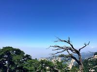 映山红的花语有何寓意？