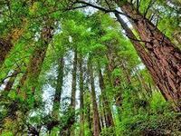 郁金香花语——博爱
