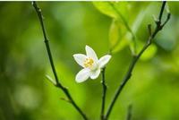 百合花的花语，想与你在一起一辈子