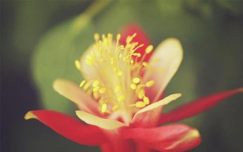 彩星花怎么养 彩星花的花期和花语
