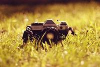 石榴花花语 石榴花花语是什么