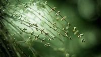 木棉花的花语的意思是什么