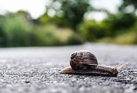 野钓鲤鱼不得不看的三点技巧