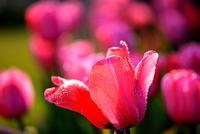解语花的花语及寓意