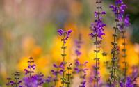 月季花语 月季花语是什么