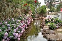 三角梅花期，三角梅花语
