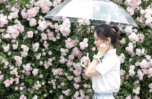 望日莲的花语，望日莲的花期