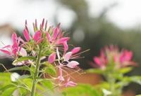 绣球花花语是什么