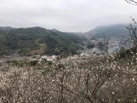 蓝色风信子花语是什么 风信子花的寓意