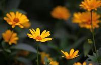 曼珠沙华花语 曼珠沙华花语是什么意思