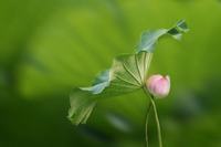 卡萨布兰卡花的花语是什么？