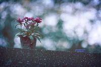 十一朵玫瑰花的花语