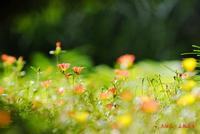 玫瑰的花语