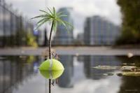 花语“凤仙花”表示什么