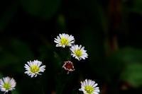 石榴花花语 石榴花花语是什么