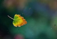 三角梅花期，三角梅花语