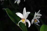 紫色海洋之歌的花语 海洋之歌的花语是什么