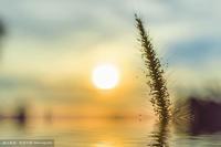 19朵花代表什么花语