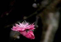 长寿花花语 长寿花的花语