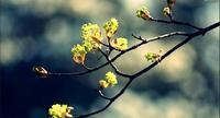 凤仙花的花语
