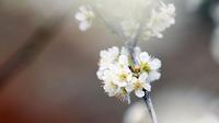 风信子花语 风信子花语是什么