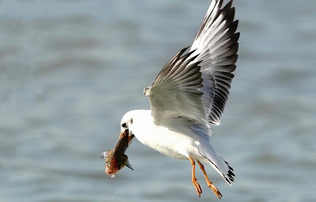 鲶鱼的海竿、车竿、插竿钓法