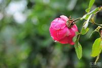 你知道花语属相吗？