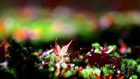 毛茛花语是什么意思