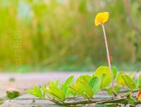 格桑花的花语及传说是什么