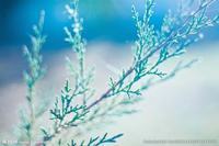 六月雪花语是啥