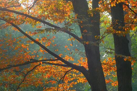 月季花的花语，保持本色四季常开