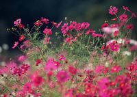 石斛花的花语，父亲节之花
