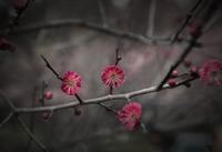 铃兰花语 铃兰花语是什么