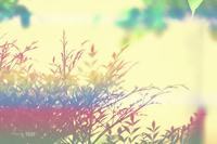 情人草花语与寓意 情人草怎么养