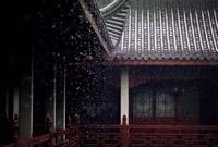 梧桐花的花语和寓意 梧桐花的花语是什么