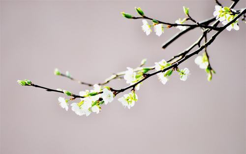 飞燕草的花语，时尚的宠儿