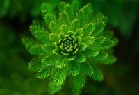 火鹤花花语，心为你燃烧