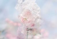 丁香花语和象征