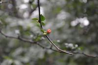 勿忘我八种颜色的花语