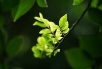 紫色玫瑰代表什么 紫玫瑰花期花语