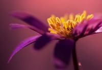 白色玫瑰花语 白色玫瑰花语是什么