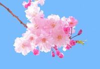 樱花的花语 樱花的花语和寓意