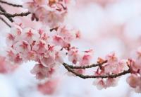 红袖玫瑰的花语和寓意
