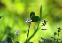 大葱反季节的高产栽培技术要点