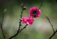 11朵粉色玫瑰代表什么意思 粉色玫瑰花语及寓意