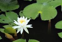 雏菊的花语，不被察觉的爱意