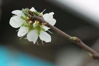 小白菜无土栽培技术须知