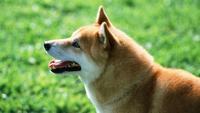 胡杨树的花语和寓意是什么